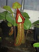 Nepenthes maxima x truncata 2